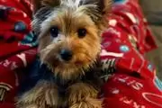 Adorable Yorkie Puppies. en Washington DC