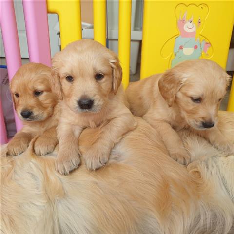 $500 : Golden Retriever puppies- Male image 3