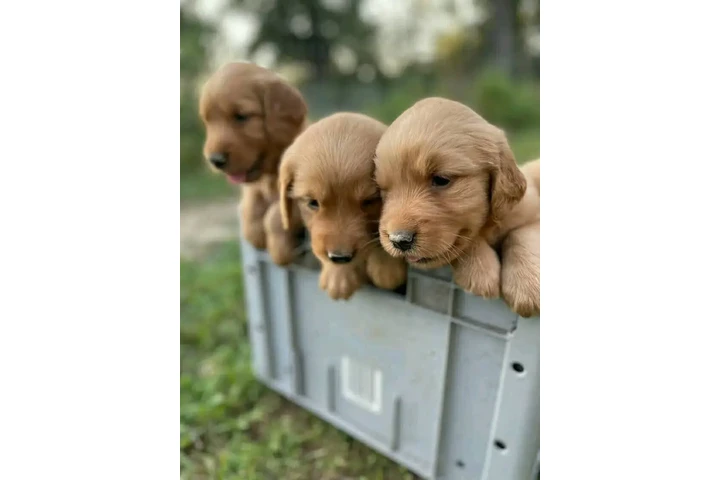$350 : Cachorros Golden Retriever image 3