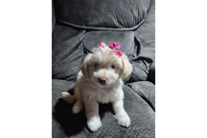 $550 : Puppie female image 3