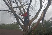 SOTO'S TREE SERVICE en Fort Worth
