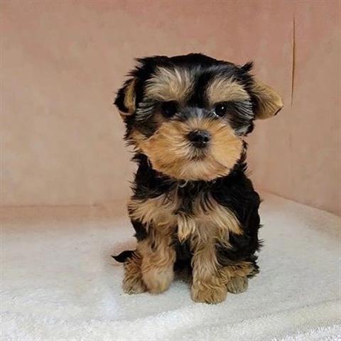 $400 : Teacup Yorkie puppies image 3