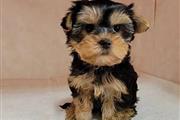 $400 : Teacup Yorkie puppies thumbnail