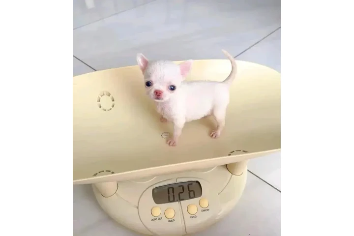 $350 : Chihuahua macho y hembra image 3