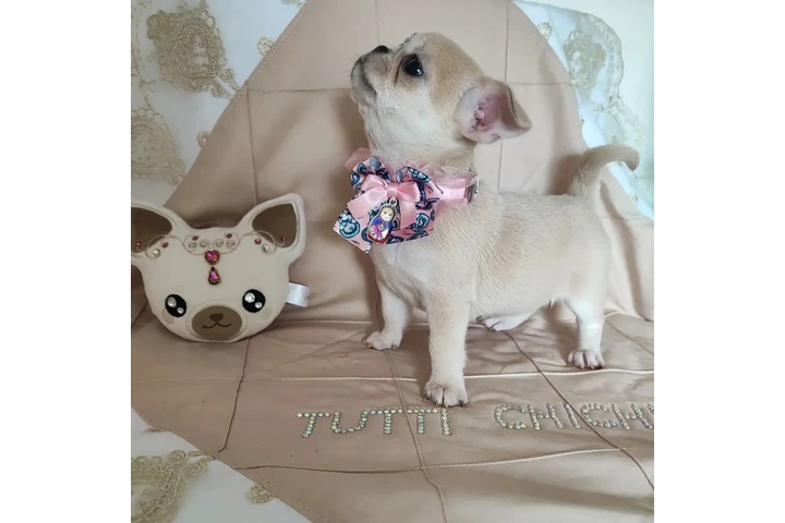 $350 : chihuahua en venta image 2