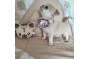 $350 : chihuahua en venta thumbnail