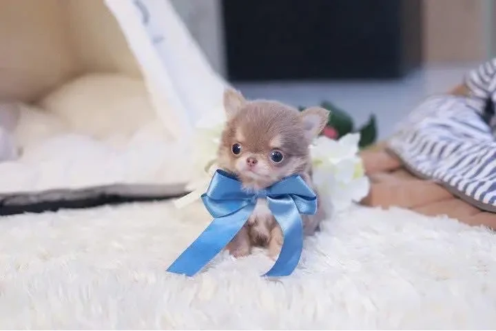 $400 : Tiny Teacup Chihuahua Puppy. image 1