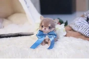 Tiny Teacup Chihuahua Puppy. en Detroit