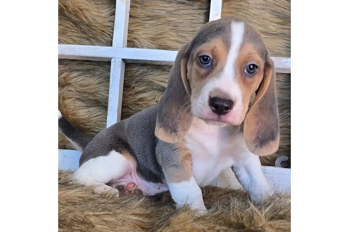 $1500 : Puppies 🐶 For sales image 1