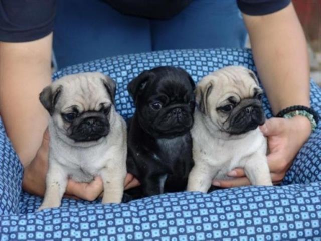 $500 : gentle pug puppies available image 1