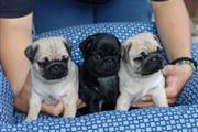 gentle pug puppies available