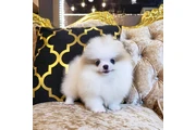 Purebred pomeranian puppies en Houston
