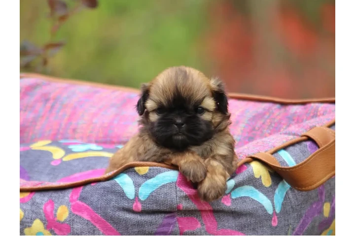 $350 : Shih Tzu taza de té image 1