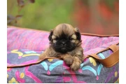 Shih Tzu taza de té en Miami