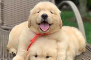 $250 : Golden retriever puppies thumbnail