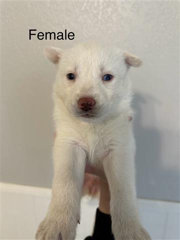 $100 : Husky Puppies image 7