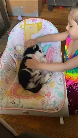 $600 : Adorable husky puppies image 1