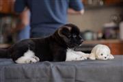 Akita puppies available for ad