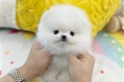 Pomeranian puppies for sale en Chicago