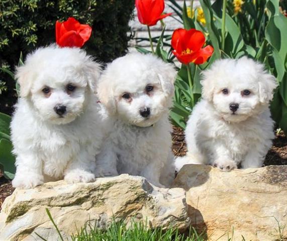 $530 : Bichon Frise Puppies image 2
