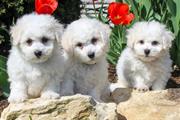 $530 : Bichon Frise Puppies thumbnail