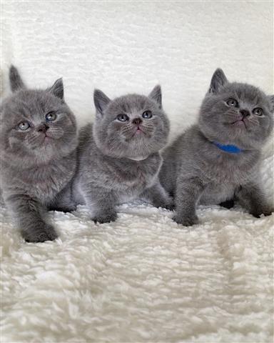 $500 : British shorthair kittens image 2