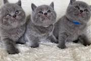 $500 : British shorthair kittens thumbnail