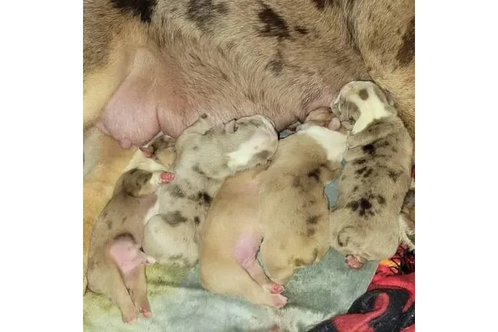 $350 : BULLDOG INGLÉS EN VENTA image 1