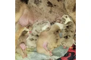 BULLDOG INGLÉS EN VENTA en Indianapolis