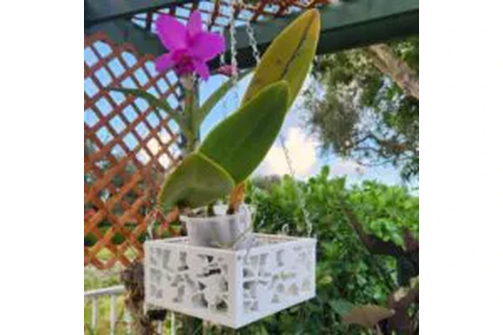 Online Orchid Supplies image 2