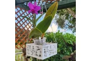 Online Orchid Supplies thumbnail