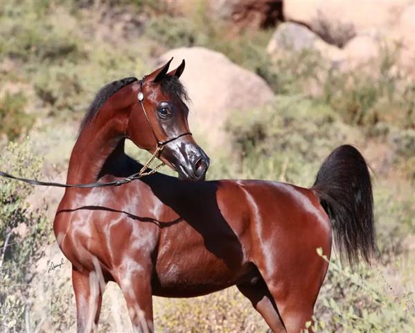 $6000 : Caballo árabe de 6 años image 4