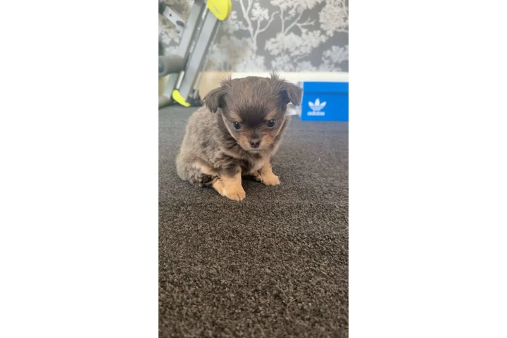 $310 : Long and short haired chihuahu image 1