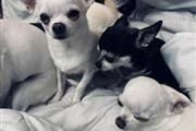 $900 : Chihuahua puppies ready to lea thumbnail