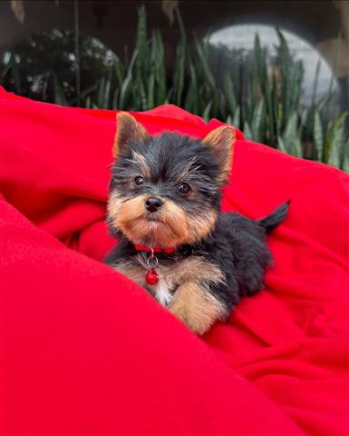 $350 : Cachorrito Yorkshire Terrier image 1