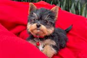 Cachorrito Yorkshire Terrier