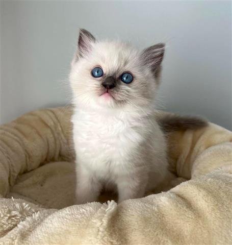 $220 : Gatitas Ragdoll hembras image 1