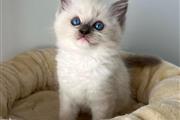 Gatitas Ragdoll hembras en Long Island