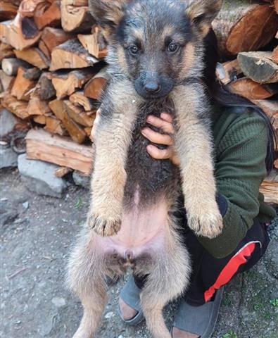 $460 : German Shepherd puppies for sa image 1