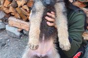 German Shepherd puppies for sa
