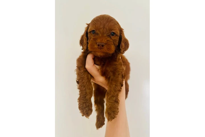 $310 : Cockapoos F1 Disponibles image 2