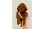 $310 : Cockapoos F1 Disponibles thumbnail