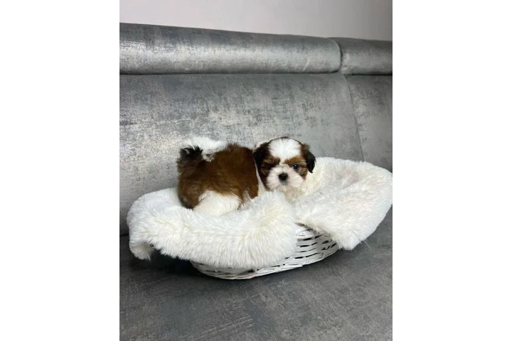 $350 : Cachorros de Shih Tzu image 2