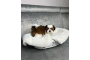 $350 : Cachorros de Shih Tzu thumbnail