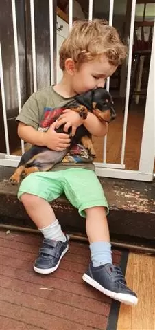 $600 : Cute Dachshund Puppies image 3