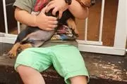 $600 : Cute Dachshund Puppies thumbnail