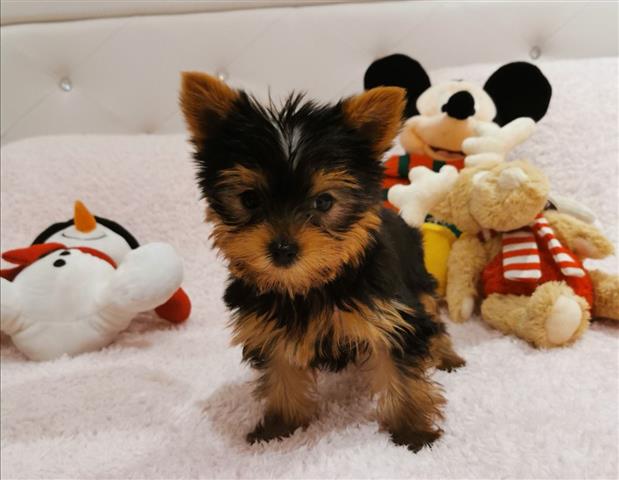 $350 : Taza de té Yorkies para adopci image 1