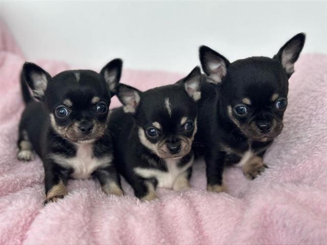 $400 : Chihuahua image 1