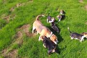 $500 : AKC Beagle Puppies Available thumbnail