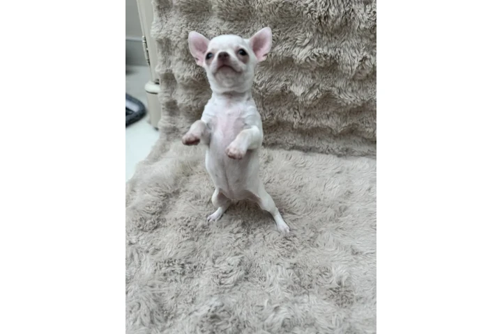 $300 : Cute Chihuahuas  Available image 3
